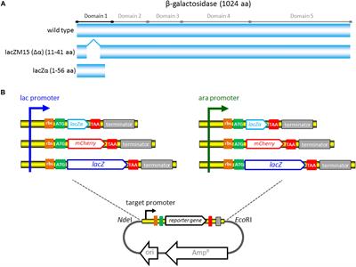 Frontiers | Improved Monitoring Of Low-Level Transcription In ...